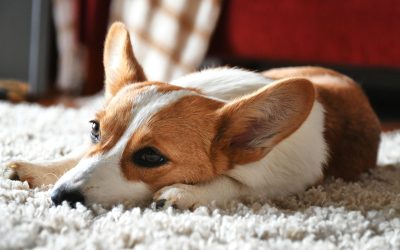 Professional Carpet Cleaning Tips for Pet Owners